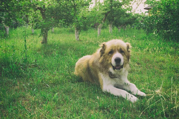 Alabai ligt hond op het gras. — Stockfoto