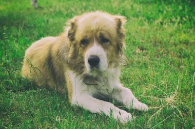 alabai köpek