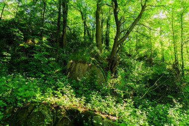 Muhteşem doğa, güzel ormanları ve çayırlar