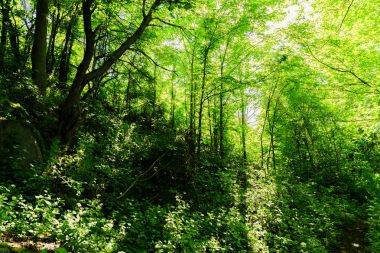 Muhteşem doğa, güzel ormanları ve çayırlar