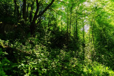 Muhteşem doğa, güzel ormanları ve çayırlar