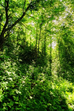 Muhteşem doğa, güzel ormanları ve çayırlar