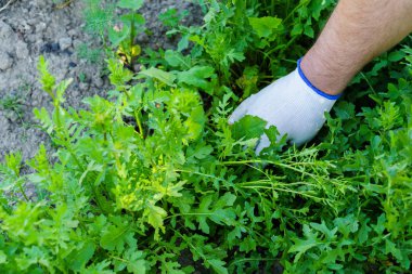 Yataklar çok Sebze tarımı