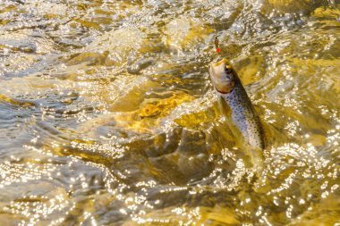 Alabalık balıkçılık dağ nehir