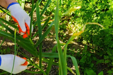 Yataklar çok Sebze tarımı