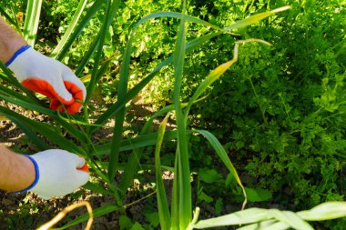Yataklar çok Sebze tarımı