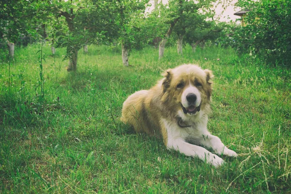 Alabay Σκύλος Στην Ύπαιθρο — Φωτογραφία Αρχείου