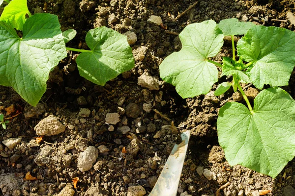 Teelt van groenten, verzorging van de bedden — Stockfoto