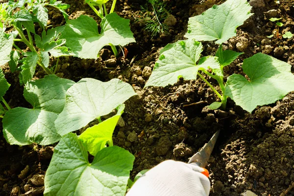 Teelt van groenten, verzorging van de bedden — Stockfoto