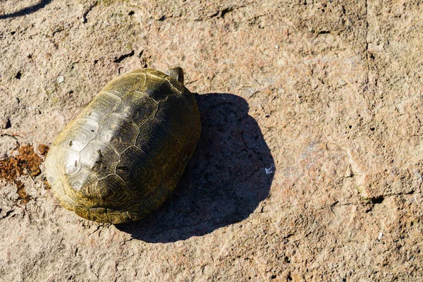 Marsh turtle — Stock Photo, Image