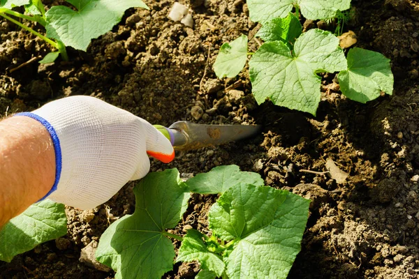 Gemüseanbau, Pflege der Beete — Stockfoto