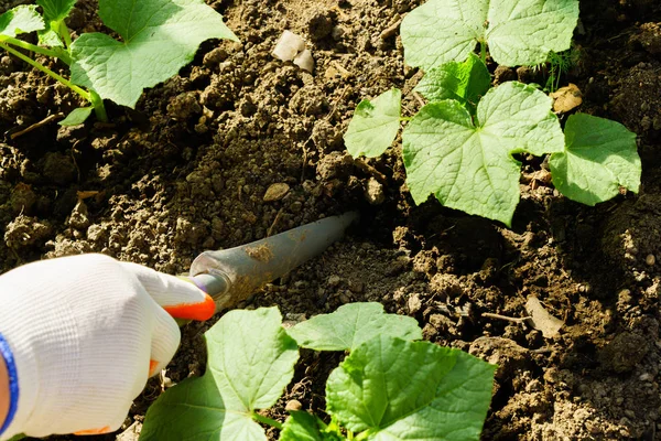 Cultivo de hortalizas, cuidado de las camas — Foto de Stock