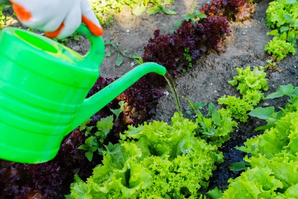 Cultivation of vegetables, care of the beds — Stock Photo, Image