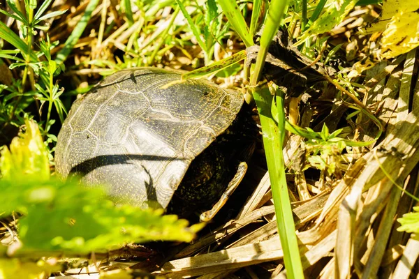 Болотная черепаха — стоковое фото