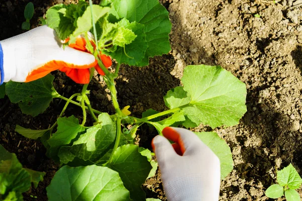 Yataklar çok Sebze tarımı — Stok fotoğraf