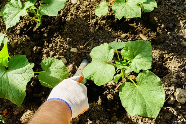 Cultivo de verduras, cuidado das camas — Fotografia de Stock