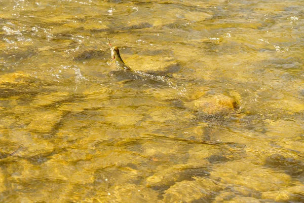 Bellissimo fiume di montagna, paesaggio favoloso — Foto Stock