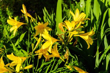 Güzel yaz Bahçe ve çiçek