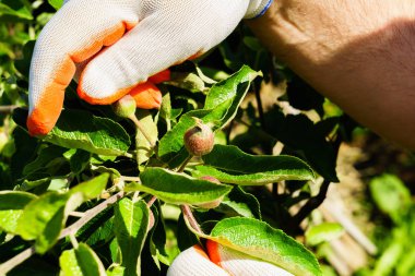 Bahçe ve Bahçe bakımı