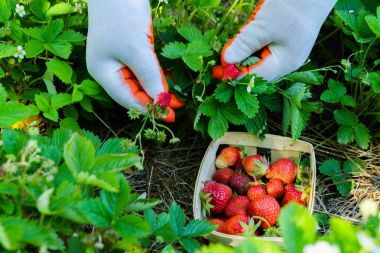 Bahçedeki yabani çilek toplama işlemini