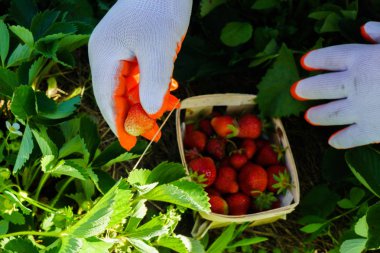 Bahçedeki yabani çilek toplama işlemini