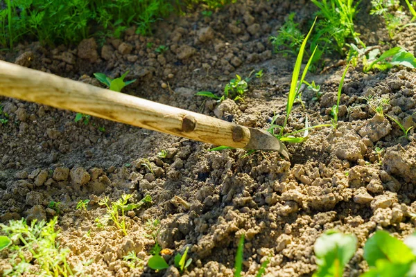 Taking Grooming Garden Vegetables — Stock Photo, Image