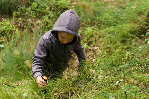 Boy Collects Mushrooms Forest — Stock Photo, Image
