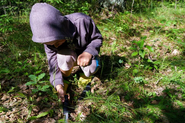 Boy Collects Mushrooms Forest — Stock Photo, Image