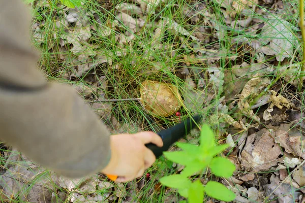 Chico Recoge Hongos Bosque — Foto de Stock