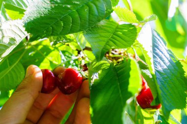 Kırsal kesimde güzel bahçe