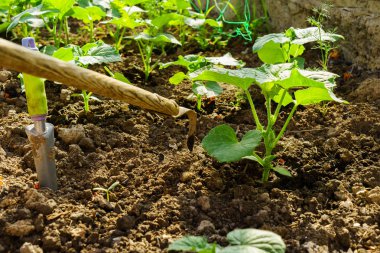 Bahçede sebze yetiştiriyorum.