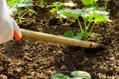 Bahçede sebze yetiştiriyorum.