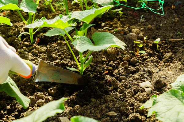 Cultivar Verduras Jardín — Foto de Stock