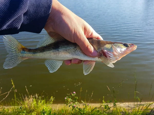 Caught Fish Hand Fisherman — Stock Photo, Image