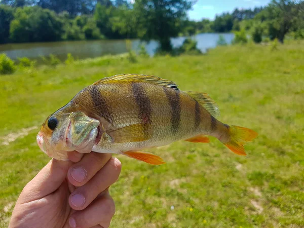 Caught Fish Hand Fisherman — Stock Photo, Image