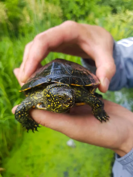Marsh Schildpad Uit Handen — Stockfoto