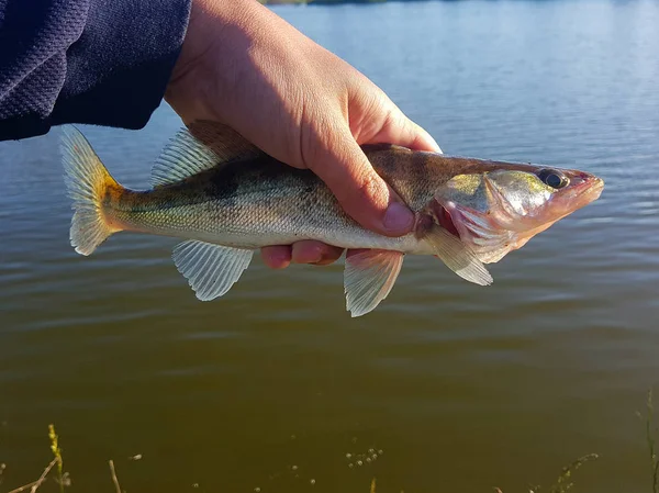 Peixe Capturado Mão Pescador — Fotografia de Stock