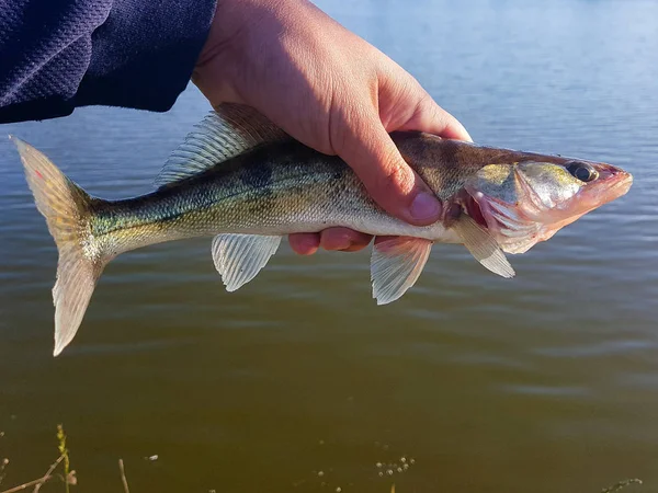 Caught fish in the hand of a fisherman