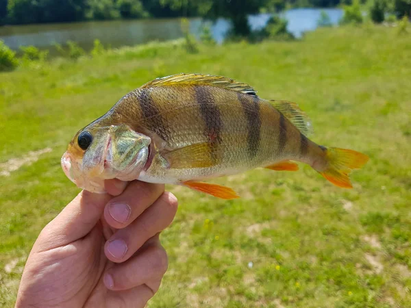 Caught Fish Hand Fisherman — Stock Photo, Image