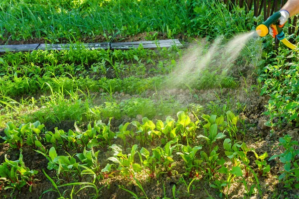 Mengairi Sayuran Kebun — Stok Foto