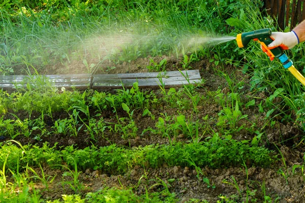 庭の野菜に水をまく — ストック写真