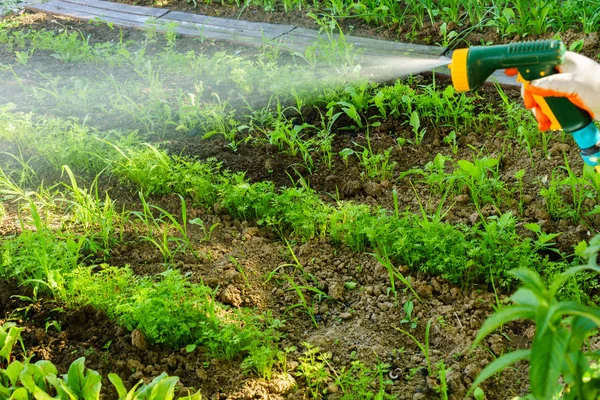 Mengairi Sayuran Kebun — Stok Foto