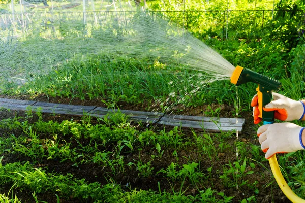 Watering vegetables in the garden