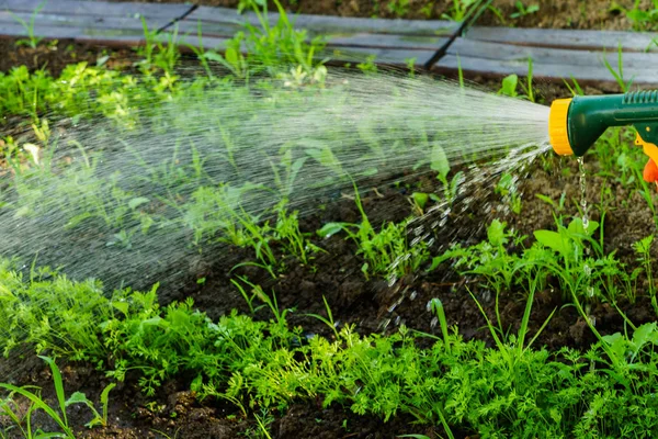 Mengairi Sayuran Kebun — Stok Foto