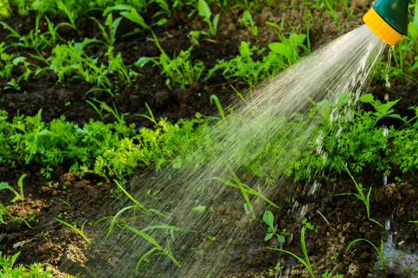 Watering Vegetables Garden — Stock Photo, Image