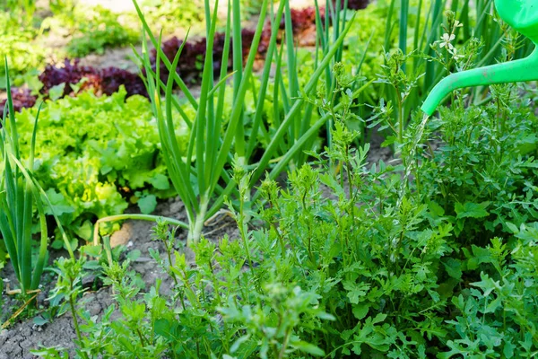 Konsep Berkebun — Stok Foto