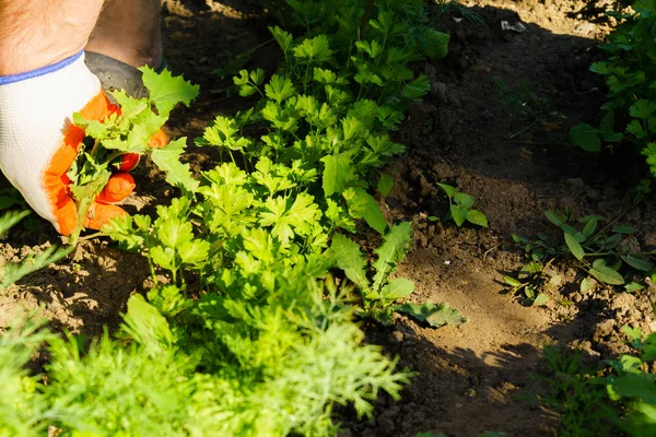 Deshierbe de hortalizas | lechuga weedig — Foto de stock © janka3147