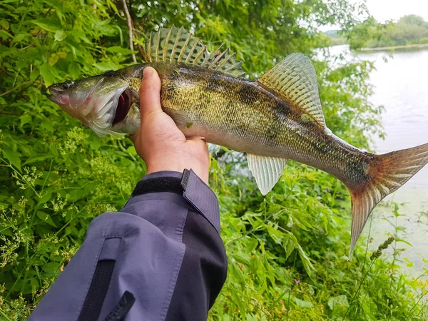 Fångad Fisk Handen Fiskare — Stockfoto