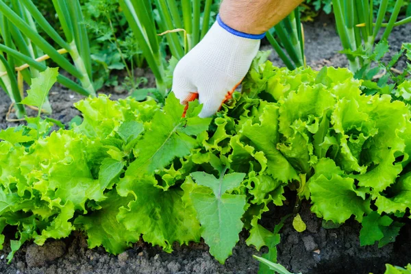 Berkebun Menanam Rumput Liar Berkebun — Stok Foto