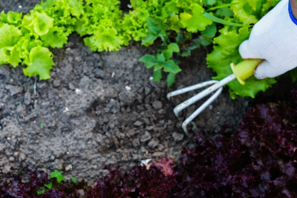 Gardening, weeding weeds. Gardening.